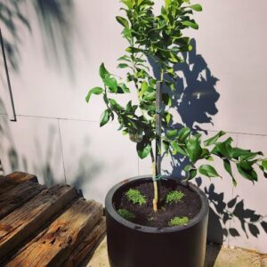 A small tree is growing in a pot, with a blue ribbon tied around its trunk.