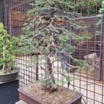 A small tree is planted in a pot, surrounded by a fence.