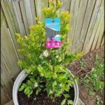 A small tree with a pink tag on it, sitting in a pot.
