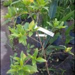 A small tree with a price tag on it, ready to be sold.