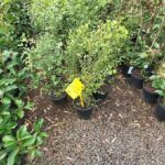 A small tree with a yellow tag in a pot.