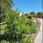 A small tree with green leaves and red flowers is growing in a garden.