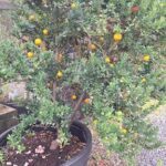 A small tree with oranges growing on it.
