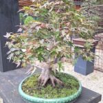 A small tree with red leaves in a green pot.