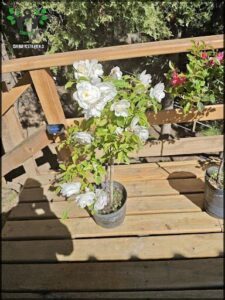 A small white flower is growing in a pot on a wooden table.