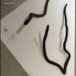 A snake is displayed on a white surface, with its head and tail visible.