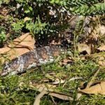 A snake is laying on the ground, surrounded by leaves and grass.