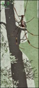 A spider is seen on a tree branch.