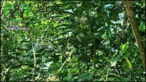 A spider's web is visible in the middle of the forest, surrounded by trees and leaves.