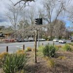 A street corner with a traffic light and a tree with no leaves.