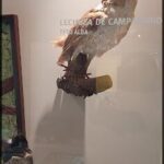 A stuffed owl is displayed on a wall, with a plaque beneath it reading "Lechecza de campanario".