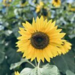 A sunflower with a yellow center and brown spots.