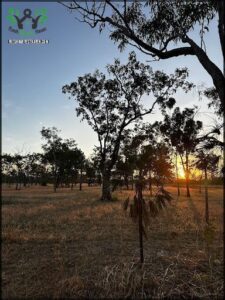 A sunset in a field with trees and a sunflower.