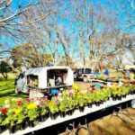 A table filled with potted plants is set up in a field, with a truck nearby.