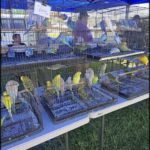 A table filled with various birds, including parrots, is set up for sale.