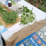 A table full of fresh vegetables and herbs, including broccoli, cucumbers, and greens.