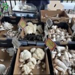 A table full of mushrooms with a sign that says $1.00 per pound.