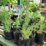 A table full of potted plants with a sign that says "Bleachin'".