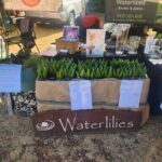 A table full of waterlilies for sale.