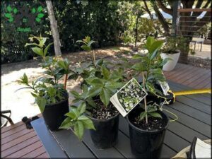 A table with four potted plants on it, with one of the plants having a yellow tag.
