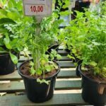 A table with several potted plants, including one with a sign that says "10 euros."