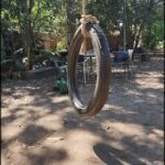 A tire is hanging from a rope in a yard, creating a unique playground for children.