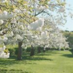 A tree filled with white flowers, creating a beautiful and serene atmosphere.
