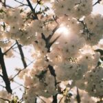 A tree filled with white flowers, with the sun shining through the branches.