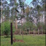 A tree in a field with a wooden post in front of it.