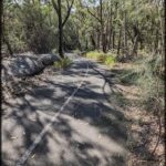 A tree-lined pathway in a forest.