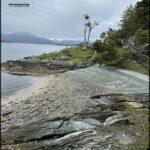 A tree stands alone on a rocky shore, overlooking a body of water.