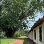 A tree with a large trunk stands in front of a row of white buildings.