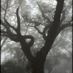 A tree with a large trunk stands in the foggy woods.