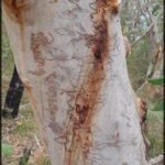 A tree with a lot of writing on it.
