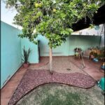 A tree with fruit on it is in a courtyard.