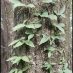 A tree with green leaves and vines growing on it.