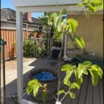A tree with green leaves is growing in a pot on a patio.