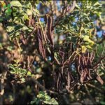A tree with many leaves and pods.
