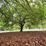 A tree with no leaves stands in a field of leaves.