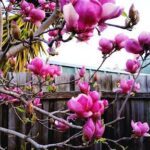 A tree with pink flowers blooming in the sunlight.