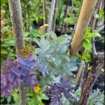 A tree with purple leaves and a blue ribbon.