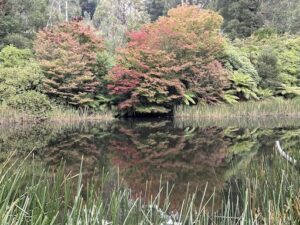 A tree with red leaves stands near a pond.
