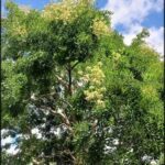 A tree with white flowers blooming in the sunlight.