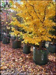 A tree with yellow leaves is growing in a field with other trees.