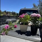 A truck bed is filled with flowers, including pink and purple ones.