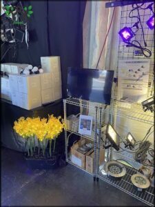 A TV is turned on in a room with a bunch of flowers in a pot.