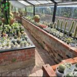 A variety of cacti are displayed in a brick-walled room, with some potted plants placed on a table.