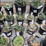 A variety of cacti are displayed in pots, showcasing their unique shapes and sizes.