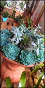 A variety of cactus plants are displayed in a large pot, creating a beautiful and unique garden arrangement.