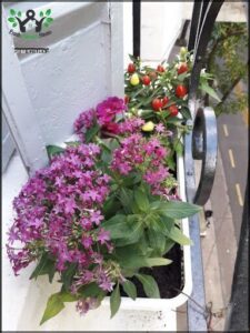A variety of colorful flowers are displayed in a pot on a balcony.